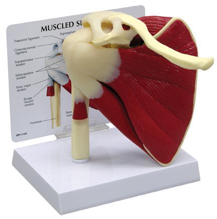 Deluxe Shoulder Joint With Muscles