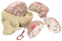 Skull Model With  Brain Model Deluxe