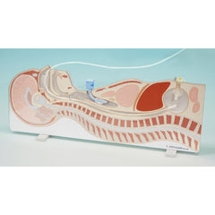 Oral gastric tube Insertion simulator 