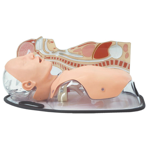 Nasogastric Intubation Simulator 
