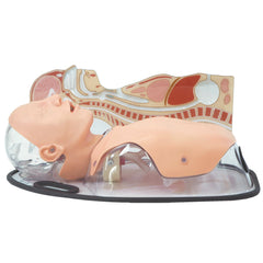 Nasogastric Intubation Simulator 