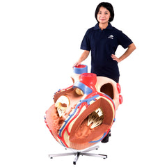 Giant Heart Model 8 Times Life-Size