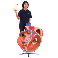 Giant Heart Model 8 Times Life-Size