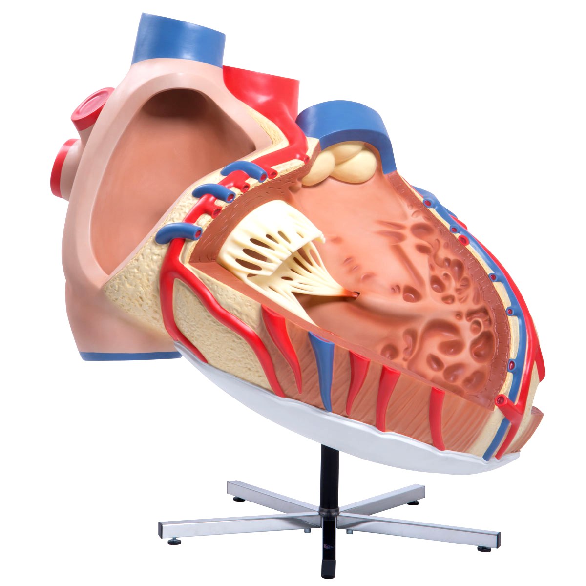 Giant Heart Model 8 Times Anatomically Correct- – Buyamag INC