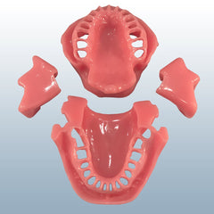dental gingiva tissue replacement