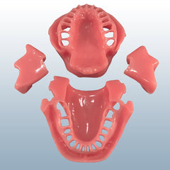 Dental Gingiva For Anesthesia Manikin