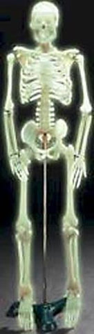 gow in dark skeleton model