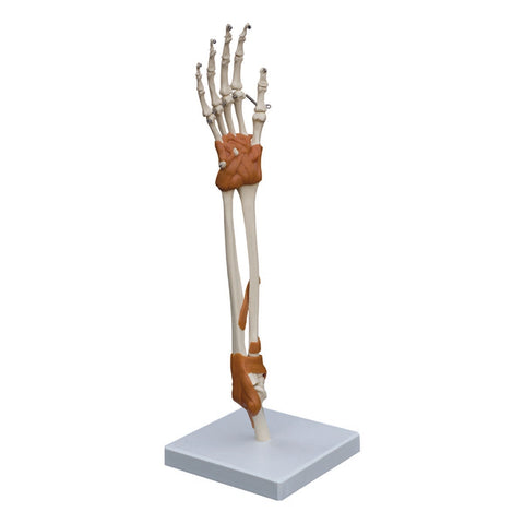 Hand Elbow & Wrist Model