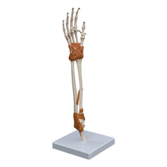Hand Elbow & Wrist Model