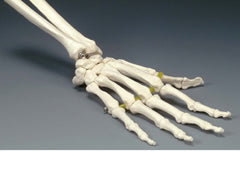 hand skeletal model