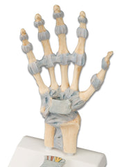 hand model