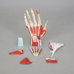 hand muscled model