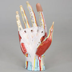 hand tendons model