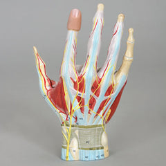 hand wessels nerves model