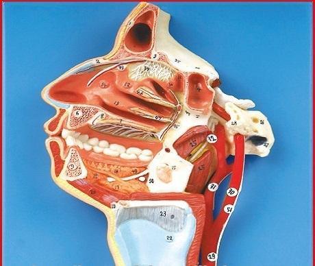 Head Dissected Mouth Teeth Nose Cavity Pharynx With Arteries Nerves Model