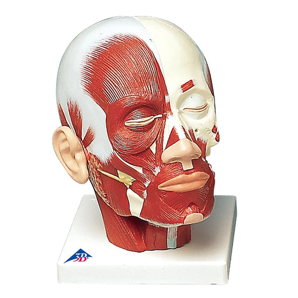 Head With Musclulature Model