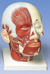Head With Model Parotid Gland