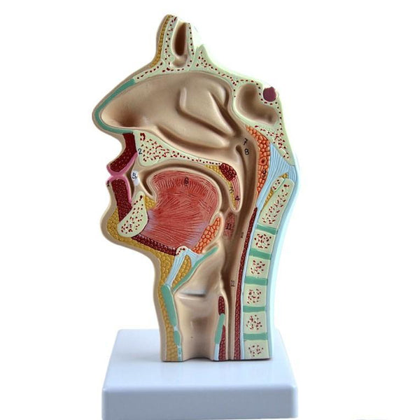 Head Dissected Nose Throat Mouth Larynx Model