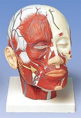 Head With Vessels Model
