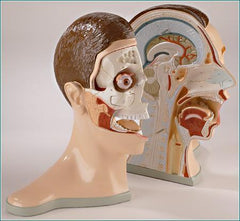 Head Bisected 5-Part: Brain, Nose, Mouth, Throat 2 Parts