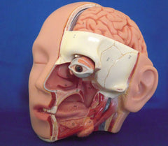 Dental Didactic Academy Head Model