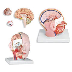 Head Median Dissection Model 4 Parts