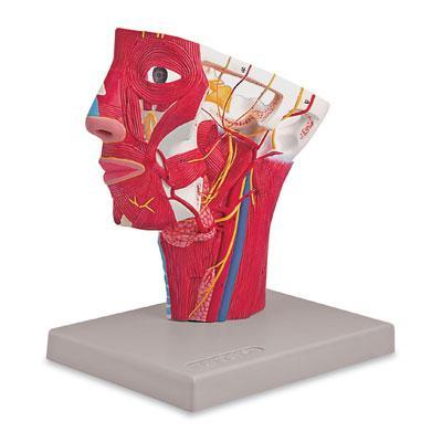 Head With Arteries Model
