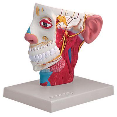 Head With Nerves Model