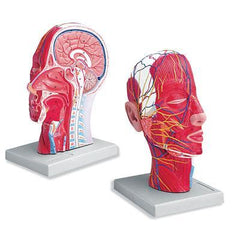 Head Neck Muscle Nerves, Vessels Half - Head Median Dissection