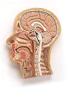 Head & Neck & Brain Median Section