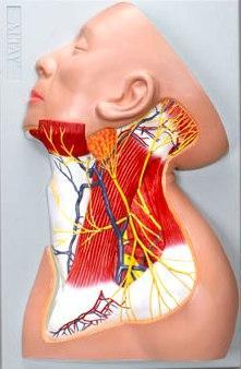 Nerves Of The Neck Region