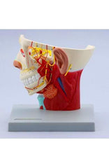 Head With Nerves Model