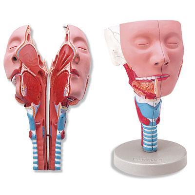 Head & Pharynx Larynx  Oronasal Cavity  Model