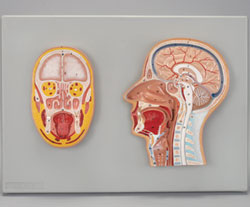 Frontal & Median Human Head Sections Model