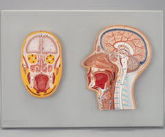 Frontal & Median Human Head Sections Model