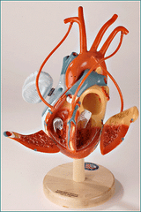 bypass heart model