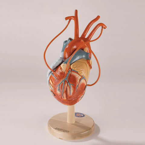 heart double triple bypass model