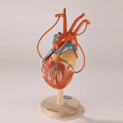 heart double triple bypass model