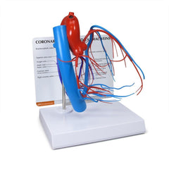 heart coronary arteries cardiac veins model