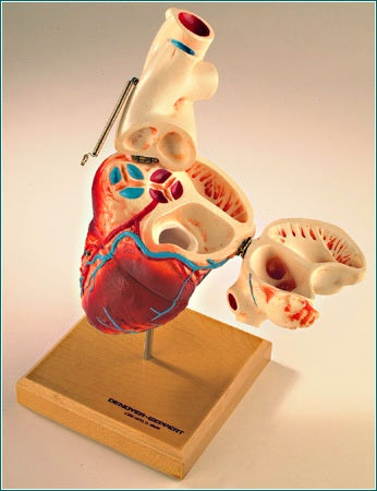 Heart Model 4-Sections, Open Chambers, Pulmonary Valves