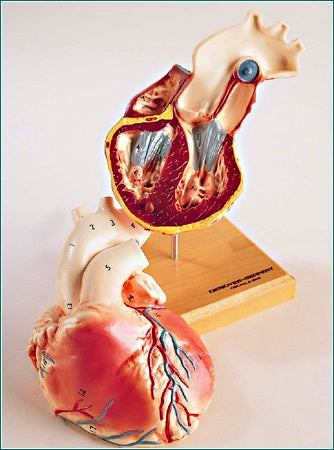 heart model