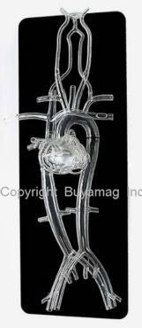heart catheterization simulator phantom mankin