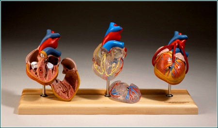 Heart Model Cardiovascular System 3 Hearts Anatomical: – Buyamag INC