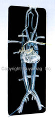 heart catheterization manikin model