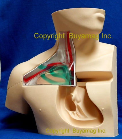 Central Venous Cannulation Ultrasound Guided CVC Training Simulator