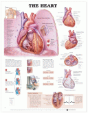 Heart Anatomy Poster