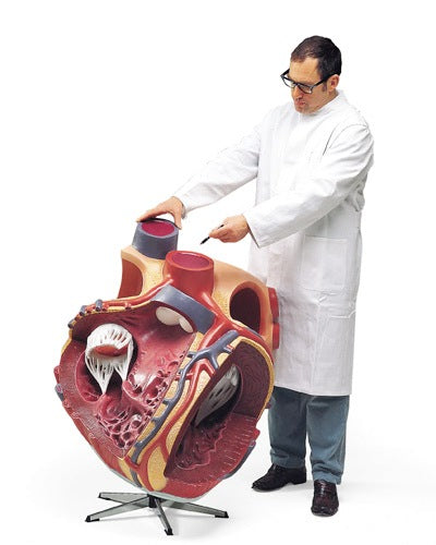 Giant Heart Model 8 Times Life-Size