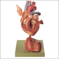 Heart Musculature Blood Vessels 4 Part, Twice Life-Size