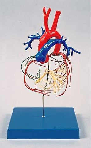 Heart Conducting System And Coronary Arteries