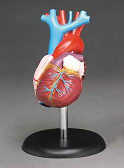 Heart Model Life-size 2 Part
